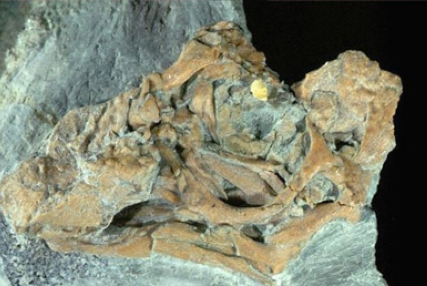 Embrio dinosaurus yang ditemukan di wilayah Patagonia (Argentina) ini termasuk dalam jenis herbivora Titanosaurus yang mematahkan keraguan asal usul dinosaurus yang dilahirkan seperti mamalia atau melalui telur seperti jenis reptil (Foto: dok). Embrio dino