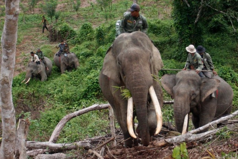 Empat ekor Gajah Sumatera (elephant maximus sumatranus) melakukan patroli dipinggiran hutan Desa Cot Dulang Kecamatan Jaya Kabupaten Aceh Jaya, Kamis (8/3).