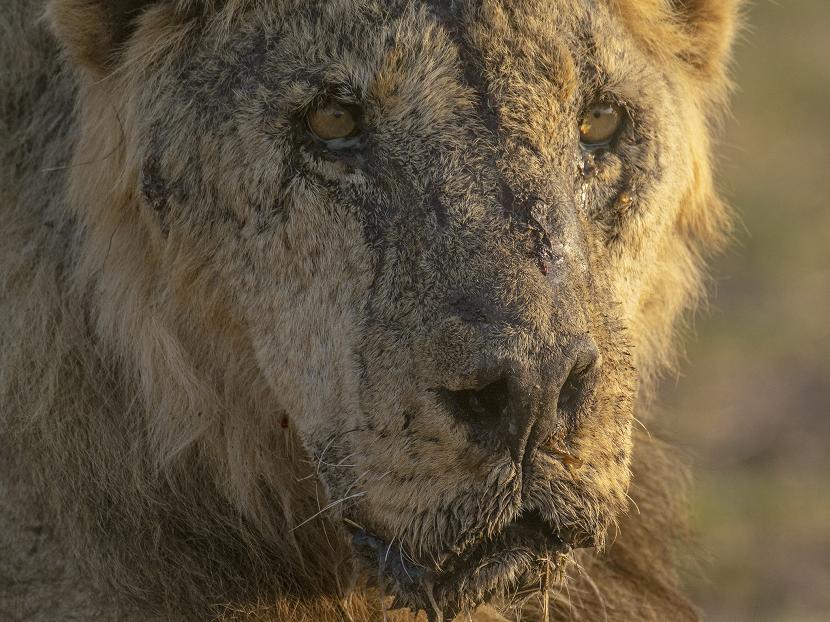 Enam singa di taman nasional di selatan Kenya dibunuh. 