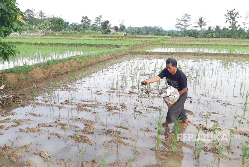 Petani menabur pupuk di lahan persawahan (ilustrasi). Pemkab Purwakarta mengembangkan budidaya padi Inpari IR Nutri Zinc untuk mencegah stunting.