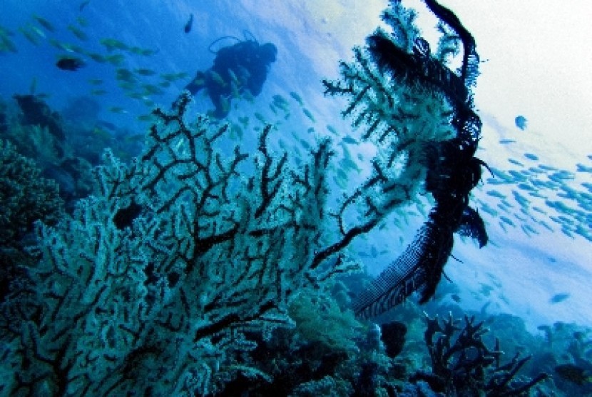 enyelam mengamati berbagai ikan di kawasan Waiwo, Raja Ampat, Papua Barat, Jumat (1/6). Dengan terumbu karang terlengkap di dunia, pesona bawah laut Raja Ampat merupakan daya tarik utama wisatawan dalam dan luar negeri. 