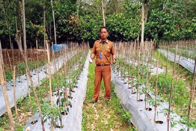 Penyuluh pertanian BPP Panti di Kabupaten Pasaman mengajak petani karet di Kecamatan Panti menanam cabai merah sebagai tanaman sela seluas lima hektar pada kebun karet Air Sirah di Jorong Petok Selatan, Nagari Panti Selatan. Hasil panen tumpang sari cabai menambah pendapatan petani setelah harga karet anjlok terdampak pandemi Covid-19 di Provinsi Sumatra Barat.