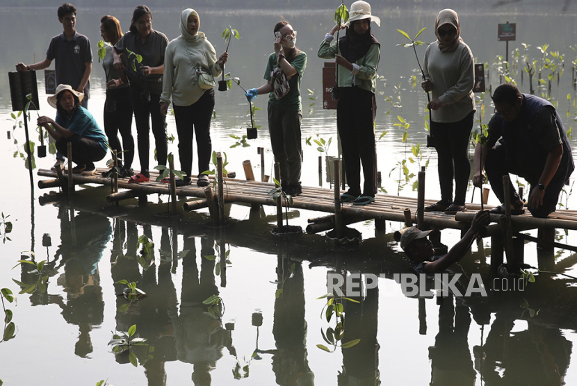 60 Persen Mangrove Dunia Hilang, Erha dan Pelanggan Tanam Ratusan Mangrove di Taman Angke Kapuk