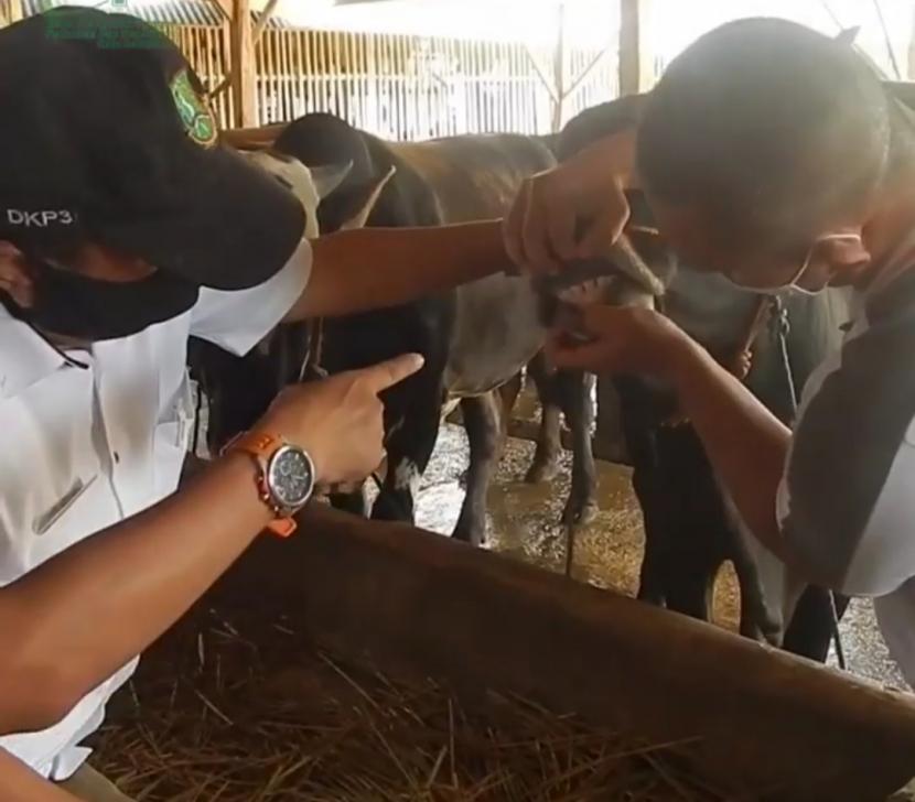 Petugas Dinas Ketahanan Pangan, Pertanian, dan Perikanan Kota Sukabumi memeriksa kesehatan hewan di salah satu lapak penjualan hewn kurban di Kota Sukabumi, Rabu (15/7).