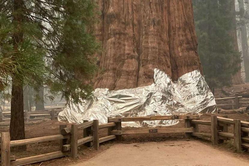 Petugas pemadam kebakaran membungkus pohon terbesar di dunia dengan selimut tahan api.