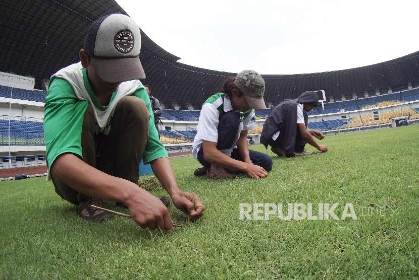 etugas rumput mencabuti rumput liar di Stadion Gelora Bandung Lautan Api (GBLA) di daerah Gedebage, Kota Bandung, Rabu (10/2).  (Republika/Edi Yusuf)