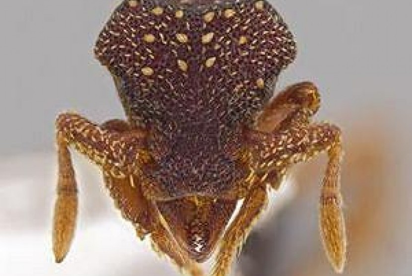 Eurhopalothrix zipacna