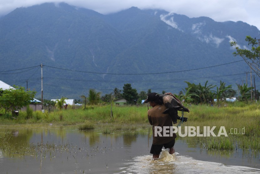  Evakuasi Hewan Ternak. Seorang warga mengevakuasi hewan ternak miliknya akibat banjir bandang Sentani di Sentani, Jaya Pura, Papua, Selasa (19/3/2019). 