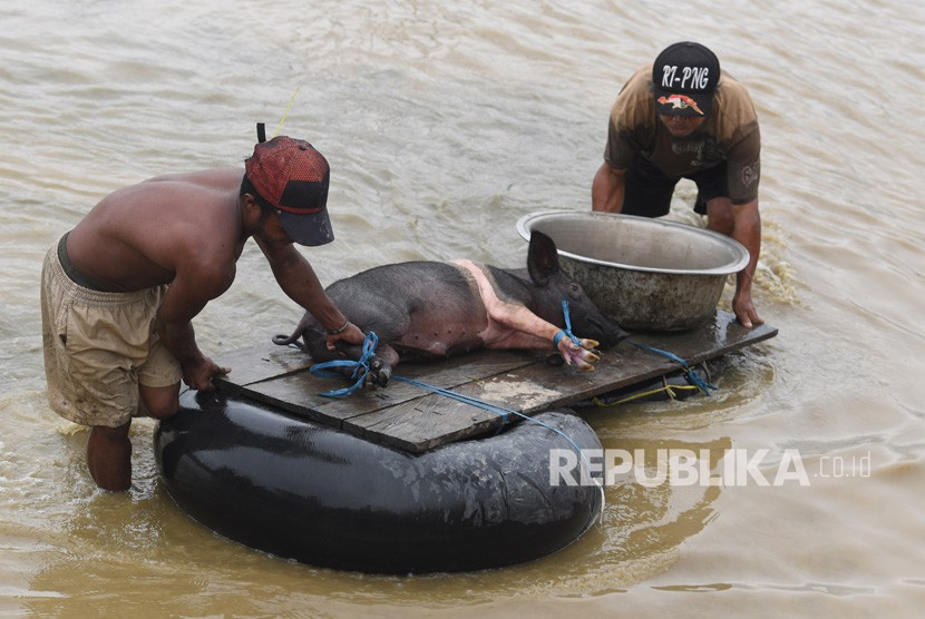  Evakuasi Hewan Ternak. Warga mengevakuasi hewan ternak miliknya akibat banjir bandang Sentani di Sentani, Jaya Pura, Papua, Selasa (19/3/2019). 