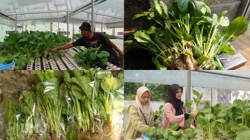 Fakultas Pertanian Universitas Muhammadiyah Jakarta (FTAN UMJ) melakukan panen sayur caisim pada Selasa (19/09/2023) yang merupakan hasil budidaya tanaman hidroponik dari kebun milik FTAN UMJ. Sayur caisim yang dihasilkan secara hidroponik ini lebih segar dan renyah.