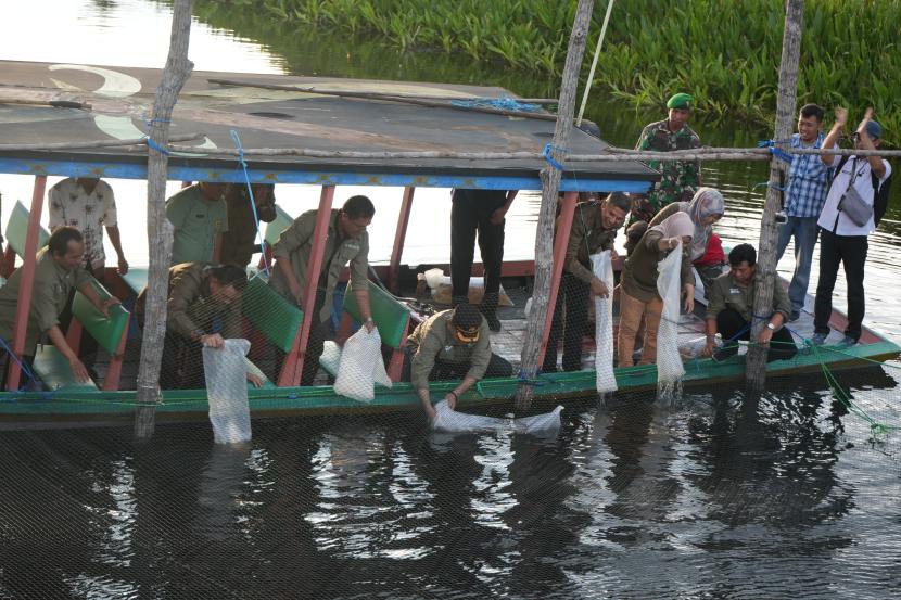 FAO dan KKP lepasliarkan arwana red banjar di perairan Barito Selatan. 