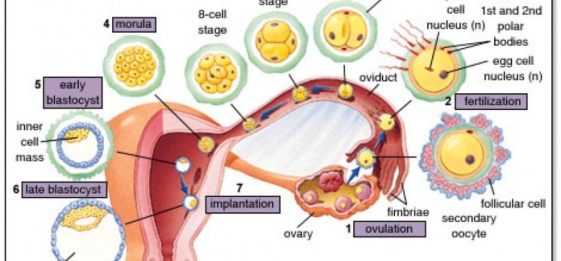 Fase perkembangan bayi dalam rahim (ilustrasi).