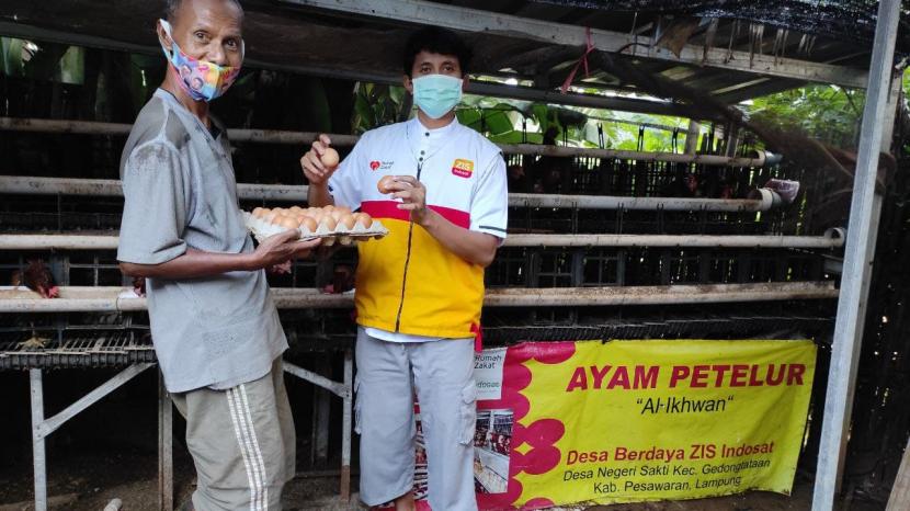 Fasilitator Desa Berdaya ZIS Indosat Desa Negeri Sakti turut membantu memberi makan dan memanen telur ayam di peternakan milik Sabar (61), Rabu (21/4) lalu.