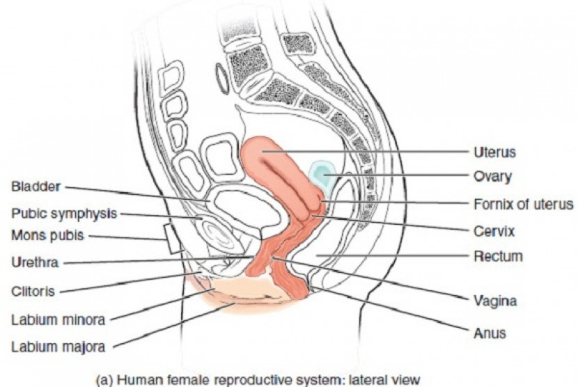 Female reproductive system (illustration)