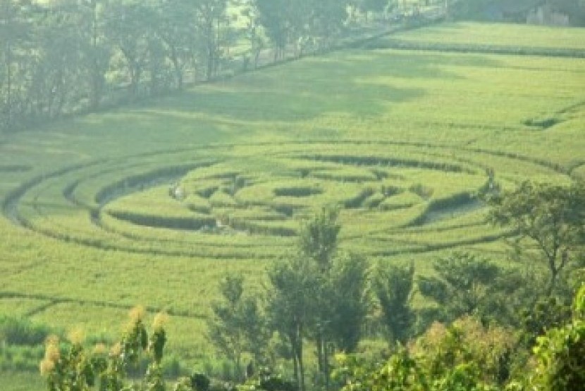 Fenomena crop circle tampak di tengah sawah di Desa Rejosari, Jogotirto, Berbah, Kabupaten Sleman, Yogyakarta, Senin (24/1).