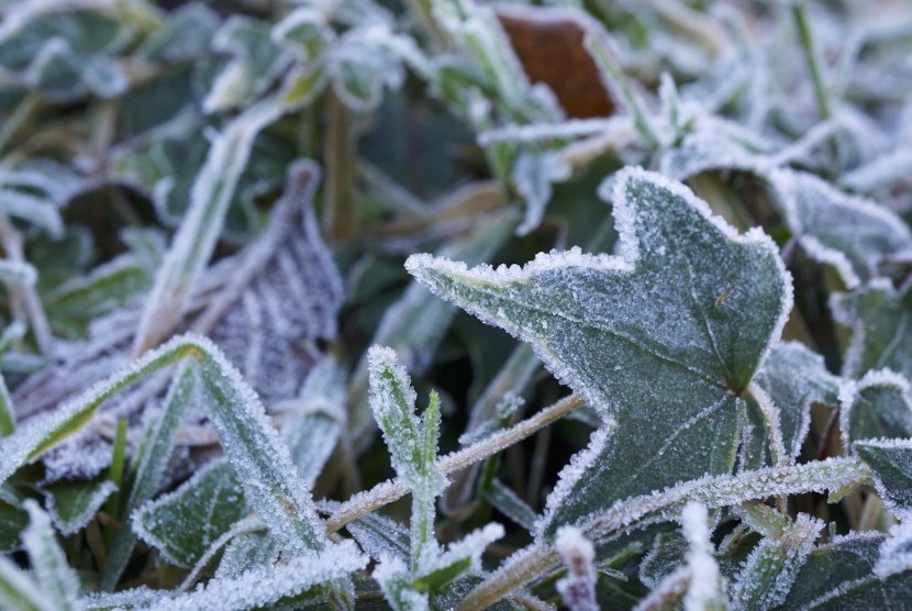 Fenomena embun beku atau embun upas (frost).