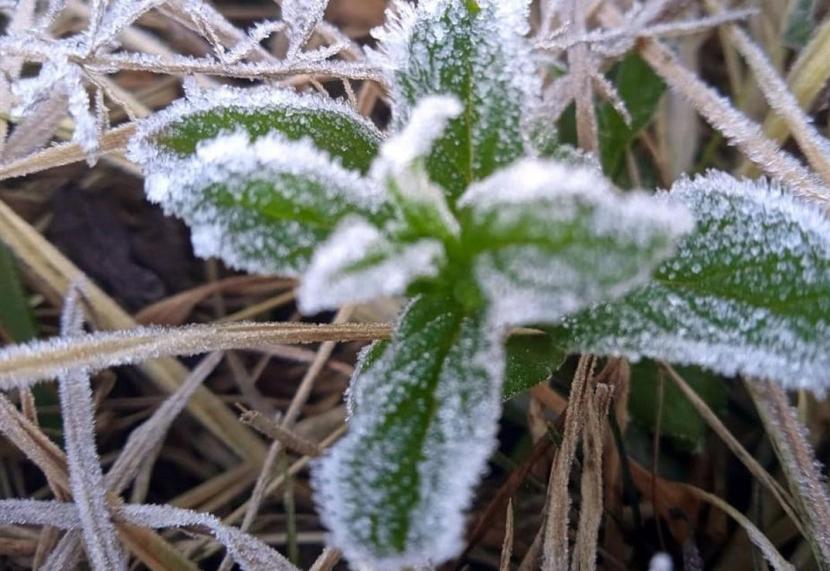 Fenomena embun upas (frost) di Taman Nasional Bromo, Tengger dan Semeru (TNBTS). 