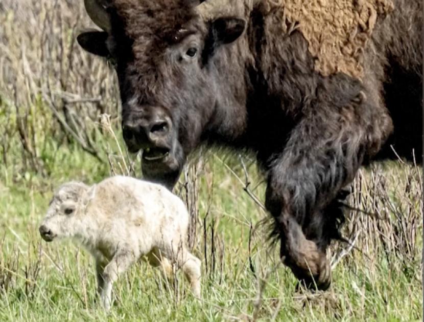 Fenomena langka terjadi di Taman Nasional Yellowstone, yaitu kelahiran bison berwarna putih dari induk berwarna coklat.