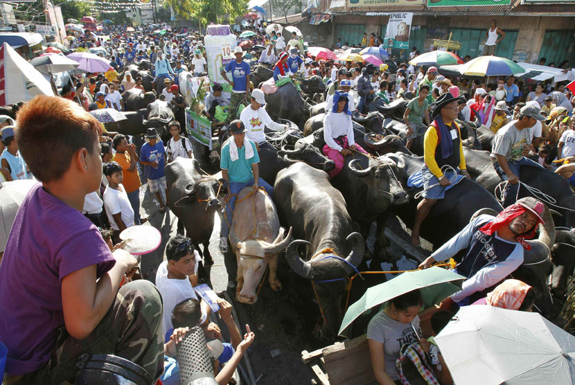 Festival adu banteng (ilustrasi)