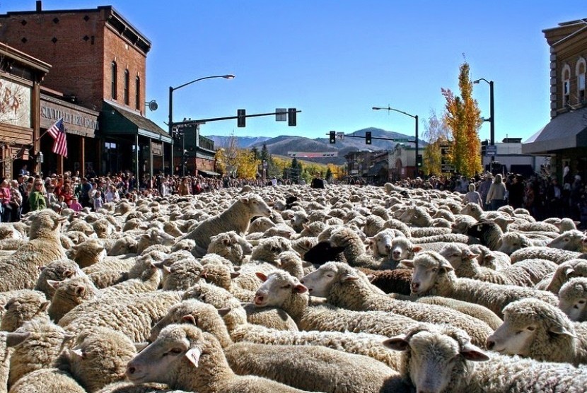 Festival domba di Idaho