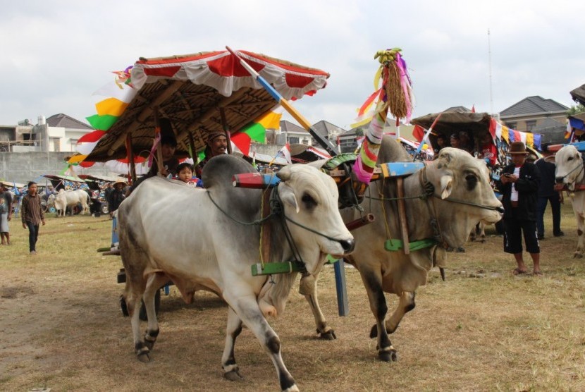 Festival gerobak sapi 
