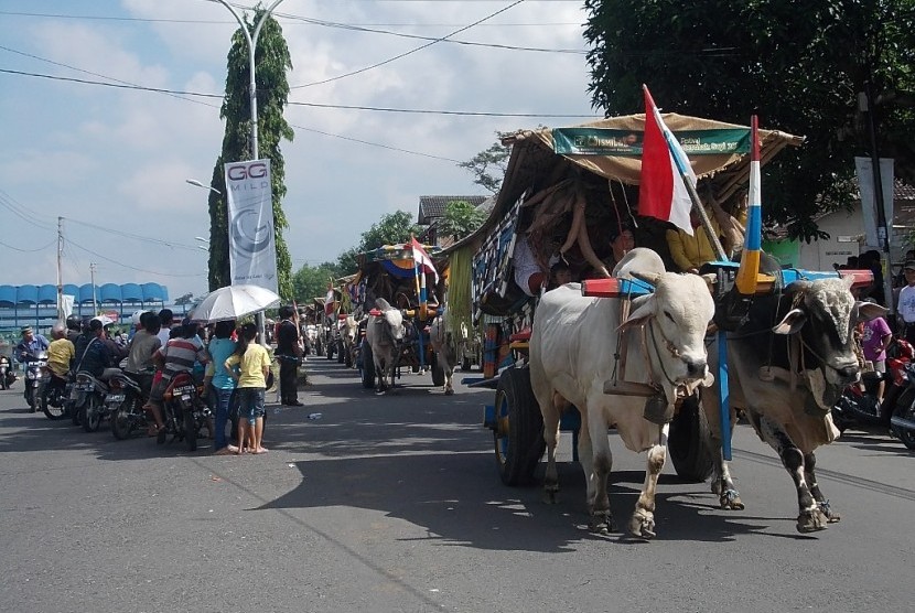 Festival Gerobak Sapi menjadi acara pariwisata tahunan yang diselenggarakan Pemkab Sleman, Yogyakarta.