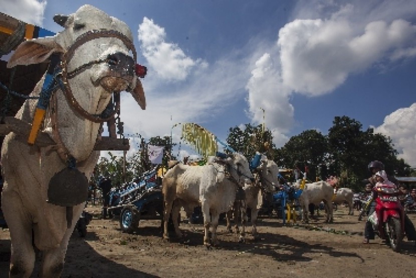 Festival Gerobak Sapi sudah delapan kali digelar di Sleman, Yogyakarta.