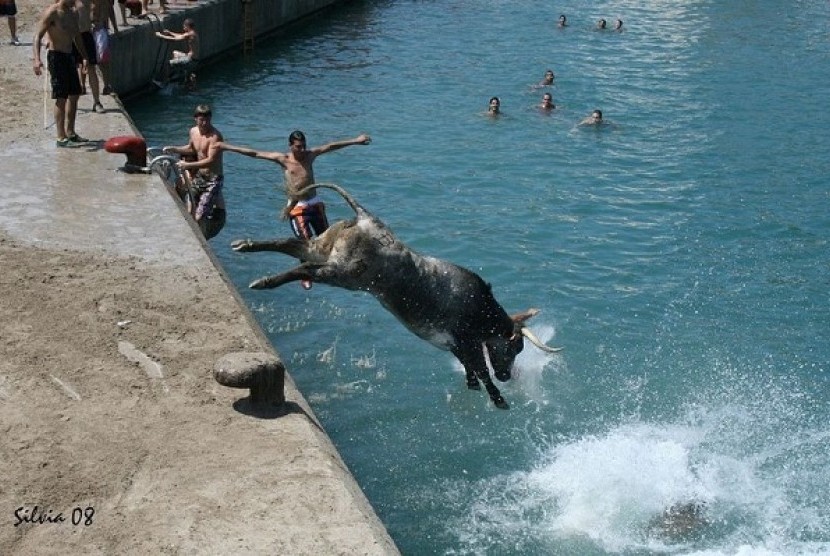 Festival masukan banteng dalam air