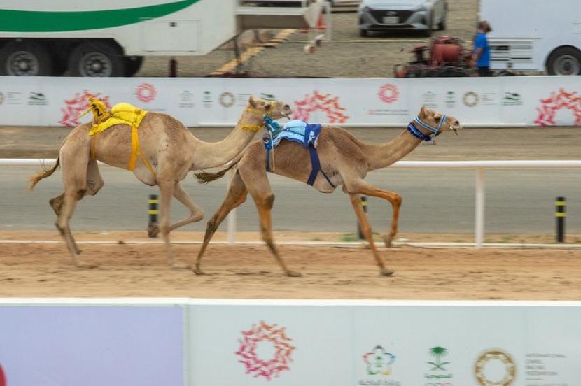 Kontes kecantikan unta di Arab Saudi merupakan bentuk pelestarian budaya. Festival Unta Arab Saudi Bagikan Hadiah Tunai Rp 201 Miliar