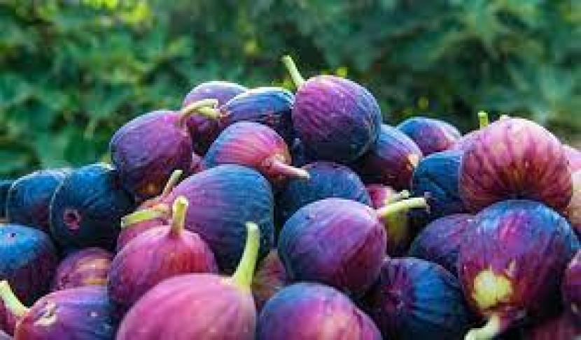 Figs atau buah ara yang dihasilkan di Tabuk, Arab Saudi. Tabuk, Arab Saudi Hasilkan Lebih dari 150 Ton Buah Ara