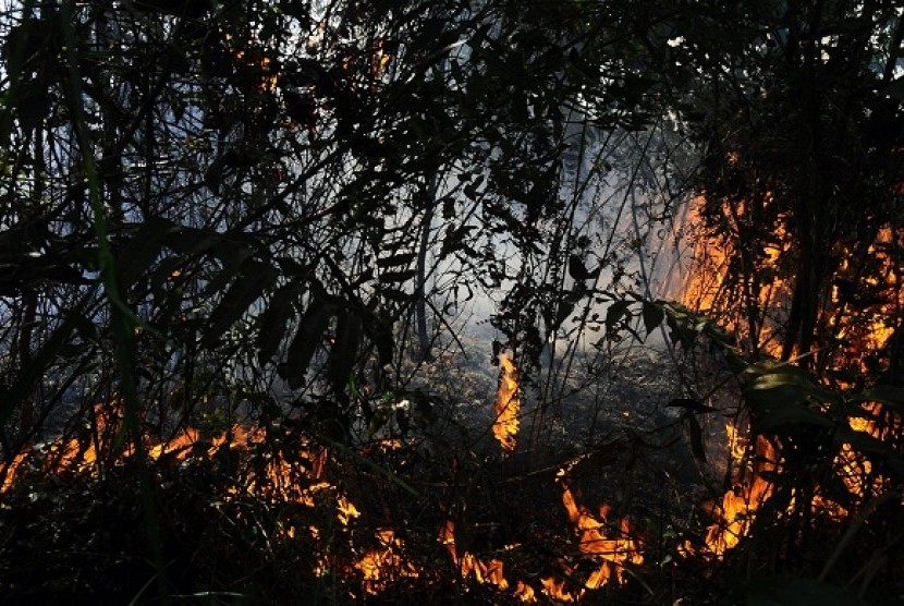 Fire burns out dry bushes and trees in Bengkalis district, Riau. (Illustration)