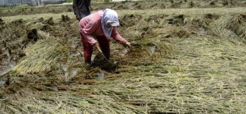 Flood also hits Jember, East Java, earlier, and causes the farmers harvesting their rice field before the harvest season.