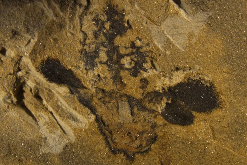 Peneliti menemukan fosil pohon yang berasal dari 386 juta tahun yang lalu (Ilustrasi fosil pohon)