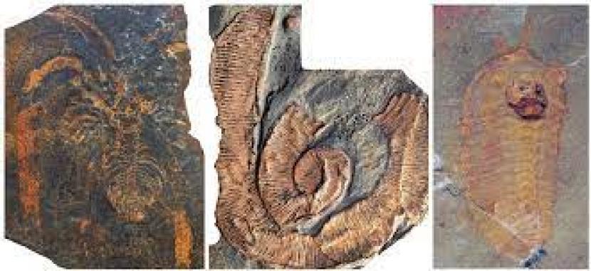 fosil dari Fezouata Shale. di Maroko. Dari kiri ke kanan: arthropoda non-mineralisasi (Marrellomorpha), cacing palaeoscolecid, dan trilobita. Para peneliti mengungkapkan fosil yang diawetkan dengan baik di Maroko menunjukkan sejumlah hewan arthropoda paling awal mempunyai panjang hampir tujuh kaki atau dua meter. Fosil Ungkap Hewan Arthropoda Sepanjang Dua Meter Kuasai Lautan 470 Tahun Lalu