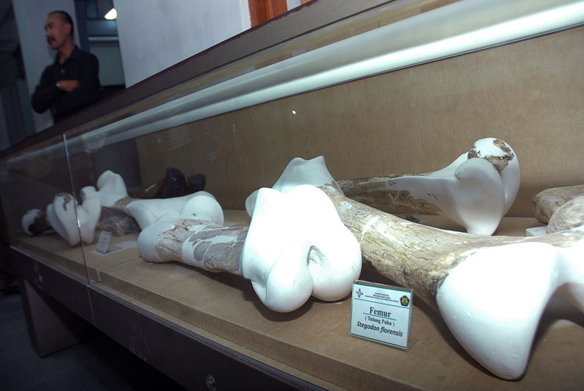 Fosil gajah di Museum Geologi