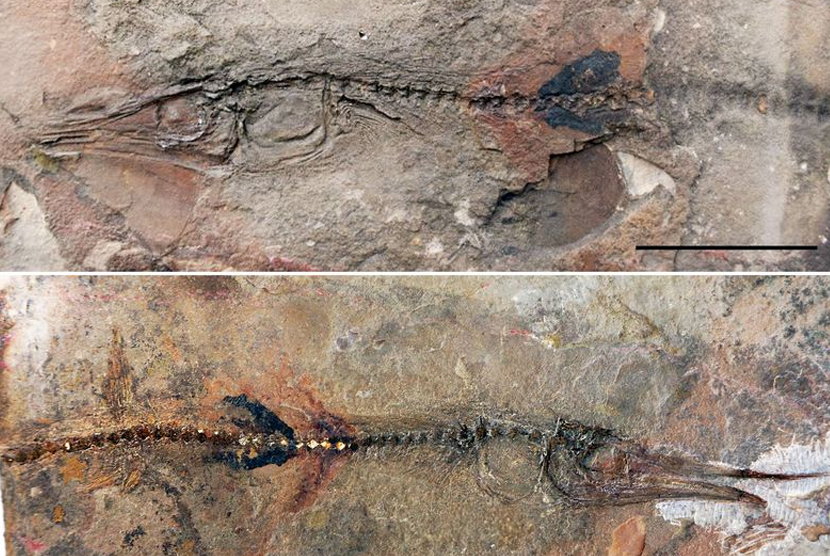 Fosil ikan karnivora raksasa yang ditaksir berusia 70 juta tahun ditemukan di Patagonia, perbatasan Argentina dan Chile (Foto: ilustrasi fosil ikan)