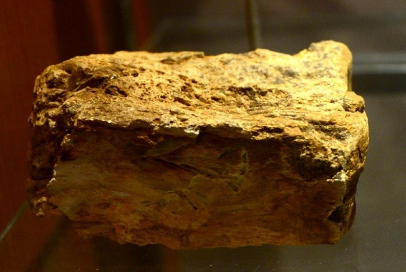 Fosil Kayu yang berada di Museum Situs Manusia Purba Sangiran, jawa Tengah/fosil kayu (ilustrasi)