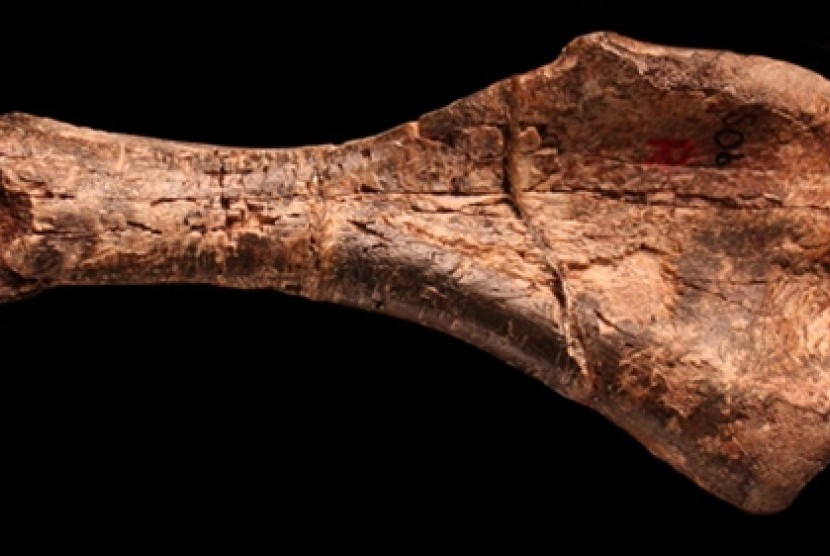 Fosil lengan Nyasasaurus