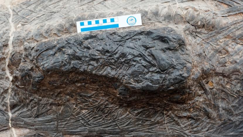 Fosil reptil ditemukan di dalam perut megapredator berusia 240 juta tahun.