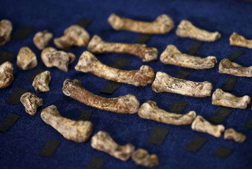 200 Kerangka Manusia Purba Ditemukan di Inggris. Foto: Fosil spesies baru manusia purba 