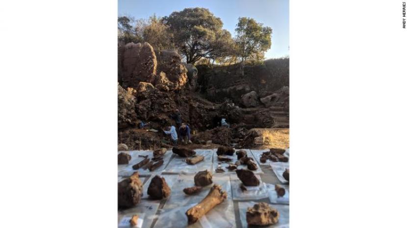 Fosil yang didapatkan dari penggalian di  Drimolen di luar Johannesburg, Afrika Selatan.