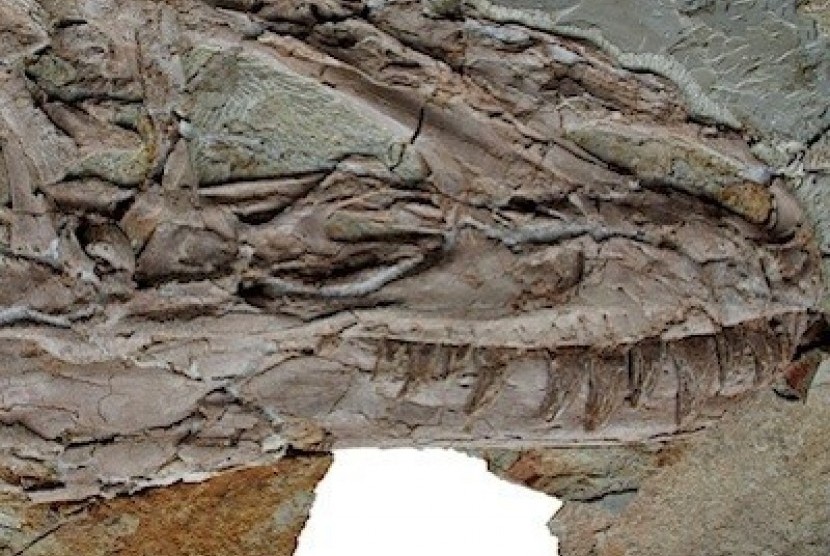 Fosil Yutyrannus Huali