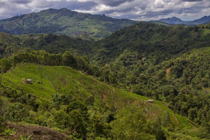 PT Adaro Energy Indonesia Tbk membangun pusat persemaian tanaman hutan di Kalimantan Selatan. (ilustrasi)