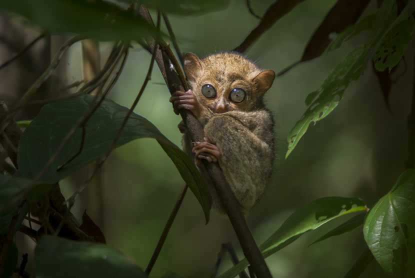 Foto-foto tarsius bangkanus yang diambil oleh Syahputra, pemerhati lingkungan di Kabupaten Bangka Tengah