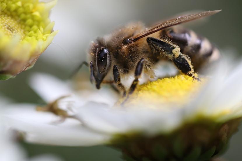 (Foto: ilustrasi Lebah Madu). Lebah dan madu mempunyai sejumlah keistimewaan dan khasiat 