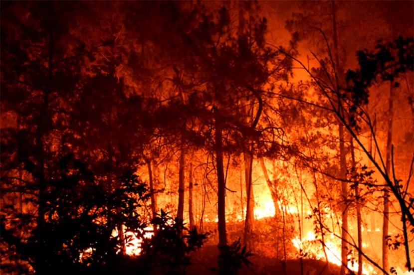 Foto ini disediakan oleh pemadam kebakaran SDIS30 menunjukkan pohon-pohon terbakar saat kebakaran Kamis, 7 Juli 2022 di dekat Bordezac, di Prancis selatan. Ratusan petugas pemadam kebakaran yang didukung oleh pesawat-pesawat yang menjatuhkan air berjuang melawan kebakaran hutan besar Jumat di tenggara Prancis yang telah memaksa evakuasi desa-desa terdekat. Tiga belas petugas pemadam kebakaran terluka di Bordezac - desa tempat kebakaran dimulai.