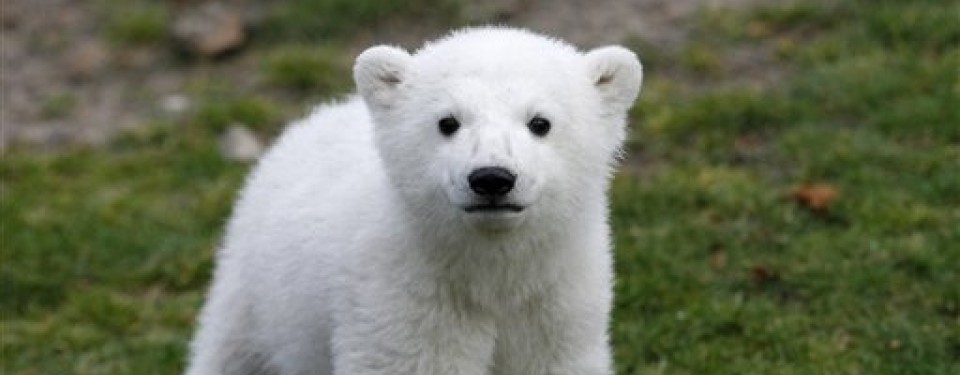 Foto Knut yang diambil pada 23 Maret 2007. Knut menjadi populer di seluruh dunia setelah ditolak oleh induknya.