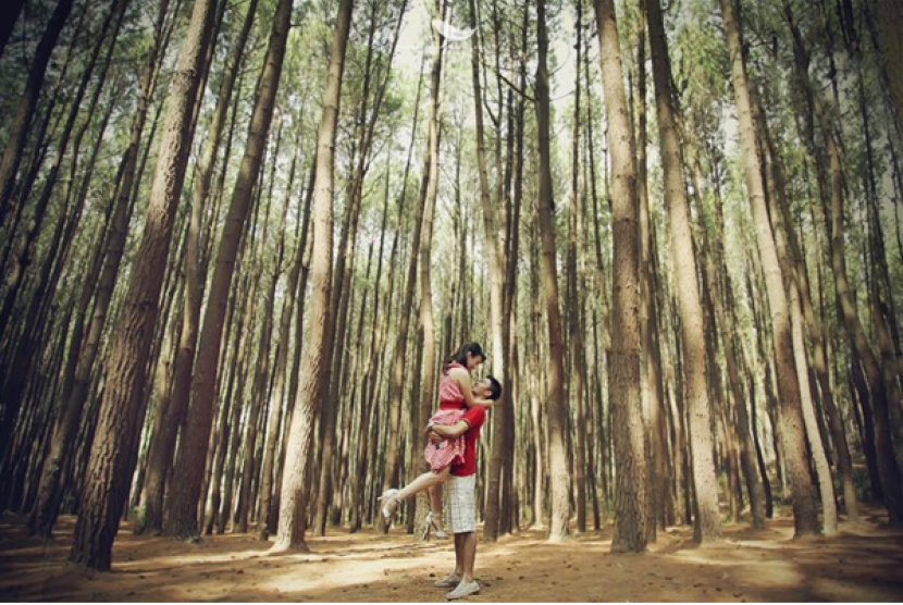 Hutan Pinus di Kragilan, Magelang menjadi salah satu destinasi wisata yang banyak dikunjungi untuk berswafoto.