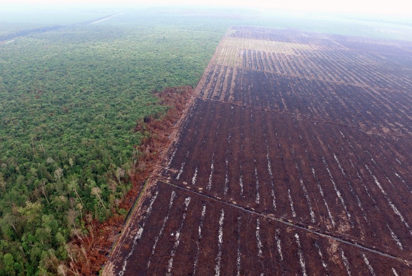 Foto tanggal 10 Agustus 2015 tentang kondisi lahan yang hangus terbakar di konsesi perusahaan kelapa sawit PT Langgam Inti Hibrido (LIH) di Kabupaten Pelalawan, Riau, menjadi barang bukti kepolisian dalam kasus kebakaran lahan di Riau.