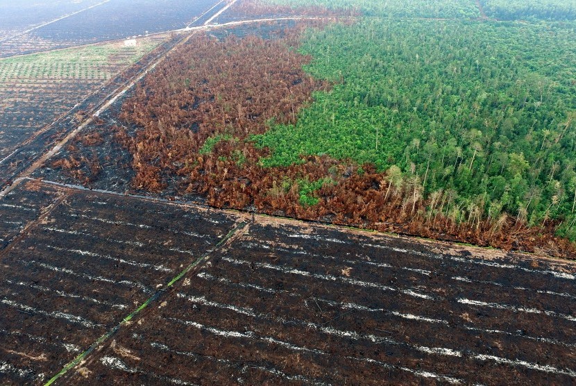 Foto tanggal 10 Agustus 2015 tentang kondisi lahan yang hangus terbakar di konsesi perusahaan kelapa sawit PT Langgam Inti Hibrido (LIH) di Kabupaten Pelalawan, Riau, menjadi barang bukti kepolisian dalam kasus kebakaran lahan di Riau.